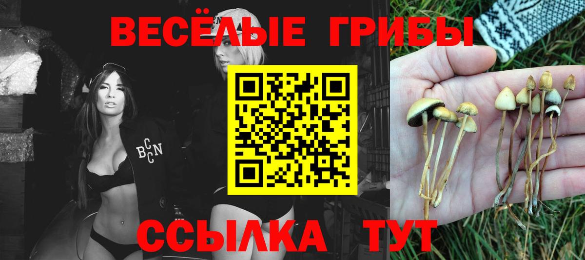 Псилоцибиновые грибы Psilocybe Мариинск